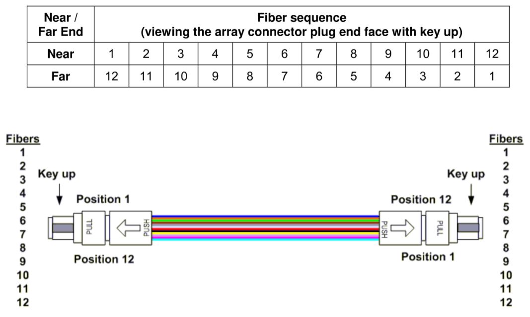 Type-B MPO array patch cord, showing a